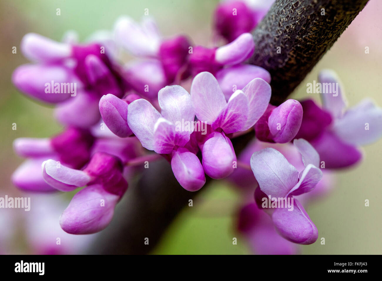 Cercis canadensis, Redbud Spring, Blume, Nahaufnahme Stockfoto