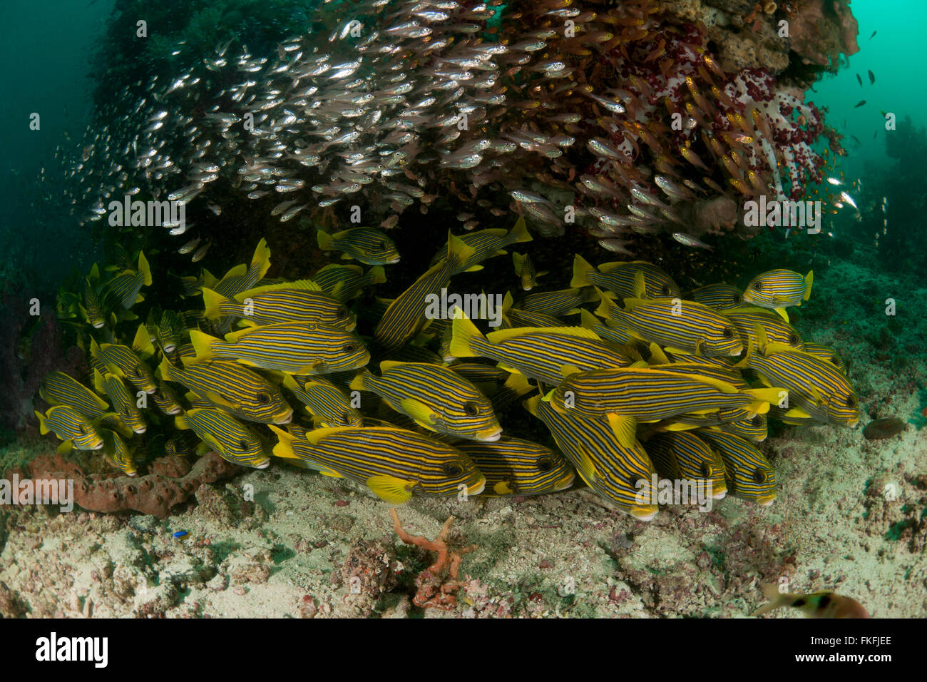 Schulzeit gelb ribboned Süßlippen (Plectorhinchus Polytaenia) umgeben von glasigen Kehrmaschinen. Norden Raja Ampat, West-Papua, Ind Stockfoto