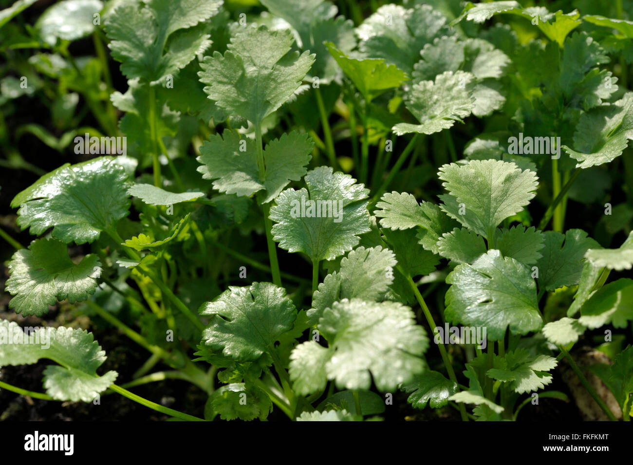 Koriander-Pflanzen wachsen, Coriandrum Sativum, auch bekannt als Pak Chee, Koriander und chinesische Petersilie. Stockfoto