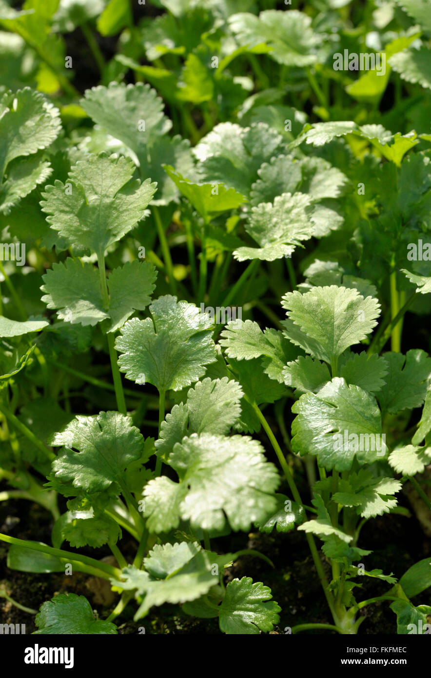 Koriander Pflanzen, Coriandrum Sativum, auch bekannt als Pak Chee, Koriander und chinesische Petersilie. Stockfoto