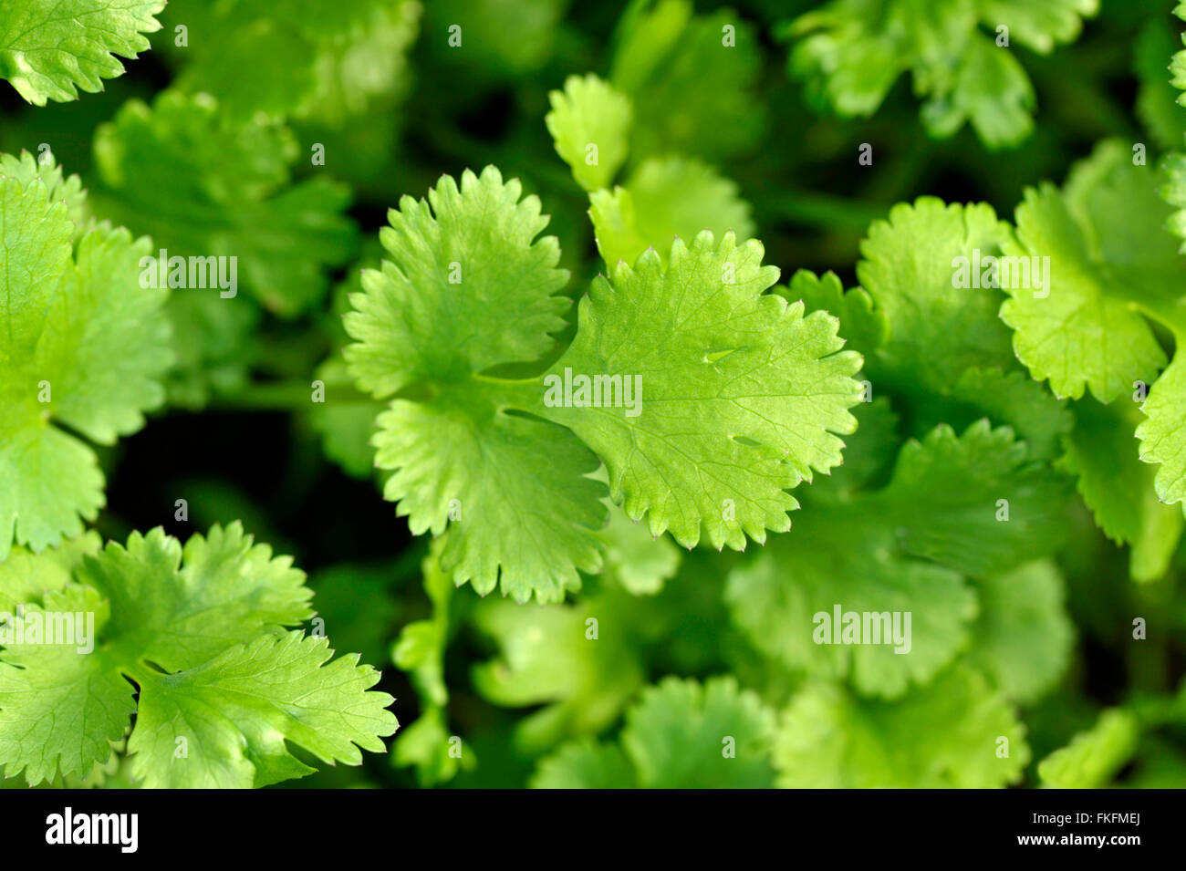 Koriander-Pflanzen wachsen, Coriandrum Sativum, auch bekannt als Pak Chee, Koriander und chinesische Petersilie. Stockfoto