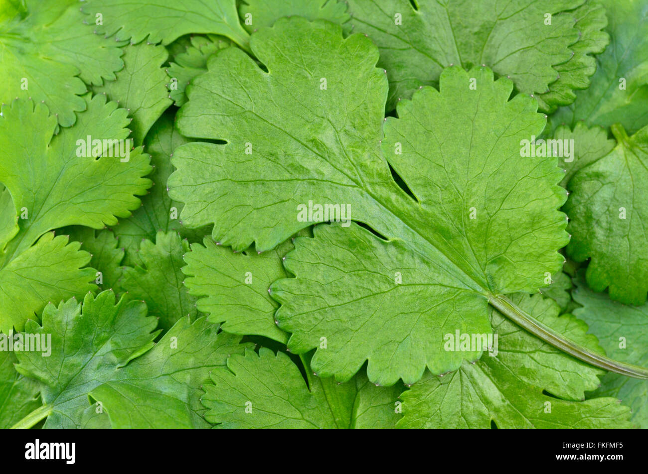 Korianderblätter, Coriandrum Sativum, auch als Pak Chee, Koriander und chinesische Petersilie. Stockfoto