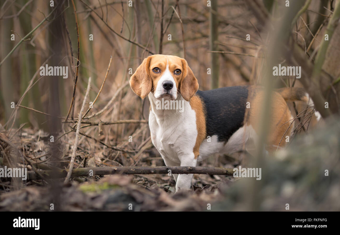 Beagle Hund im Wald portrait Stockfoto