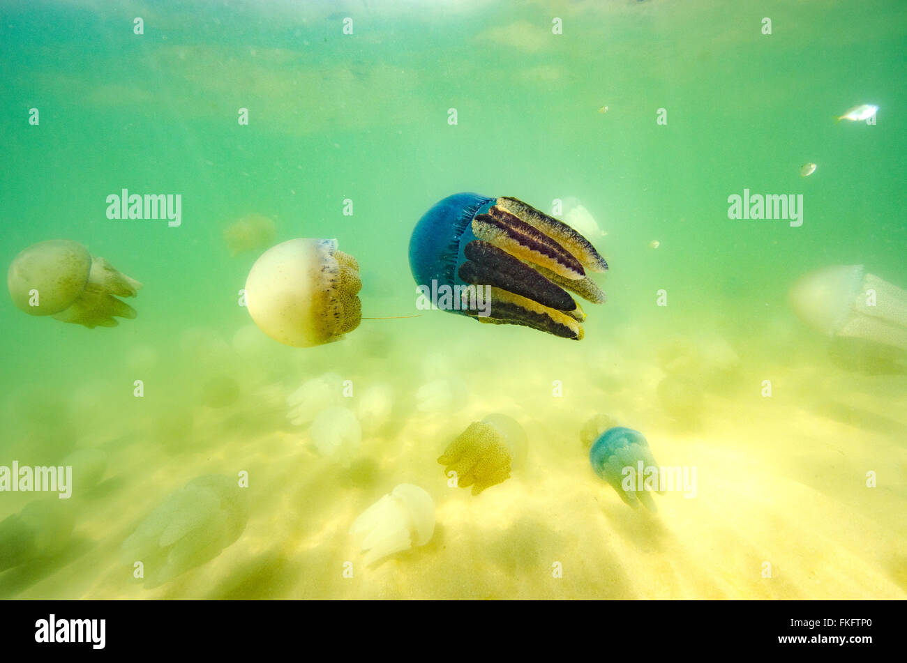 Schönen Blick aufs Meer Quallen im Meer von Thailand (Unterwasser-Blick) Stockfoto