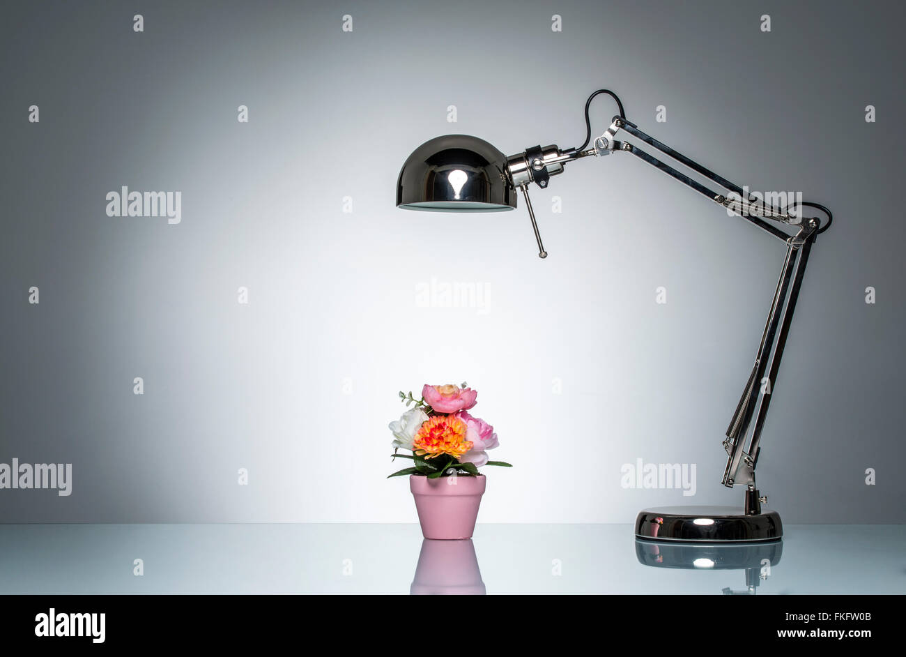 Beleuchtung bis rosa Blumentopf mit Schreibtischlampe auf Runde Studiobeleuchtung Stockfoto
