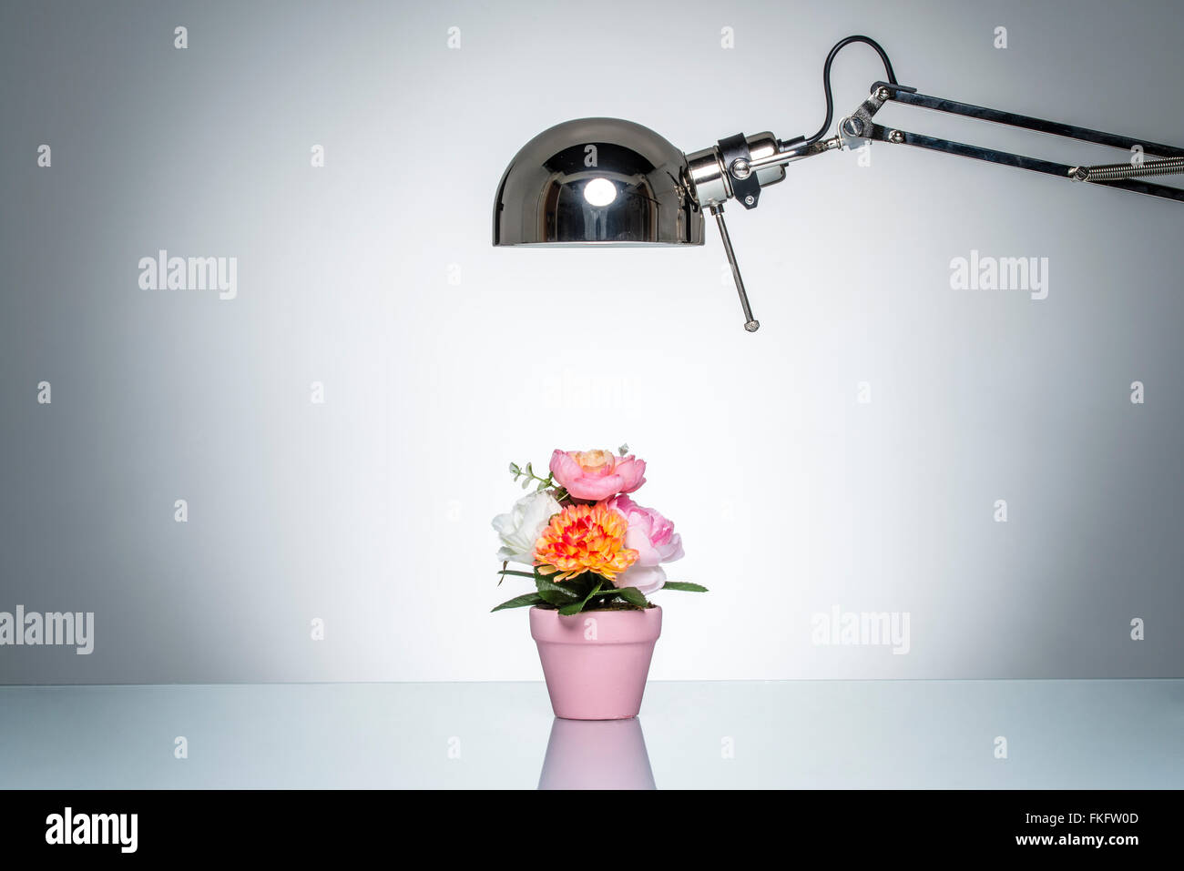 Beleuchtung bis rosa Blumentopf mit Schreibtischlampe auf Runde Studiobeleuchtung Stockfoto