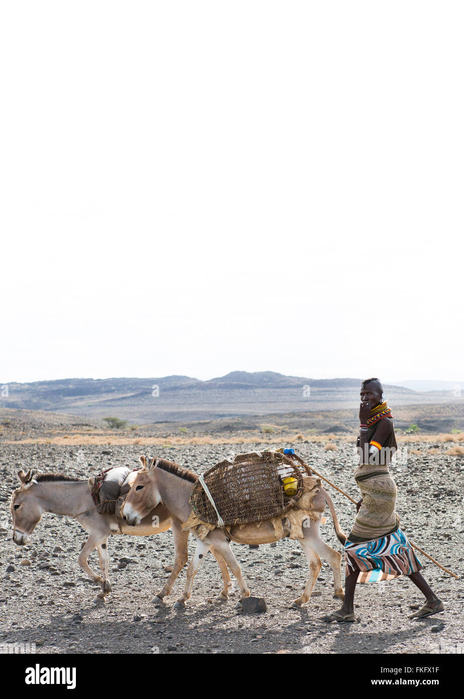 Eine Turkana-Frau mit ihren Eseln. Turkana-Frauen gehen Langdistanz, um Holz zu sammeln. Stockfoto