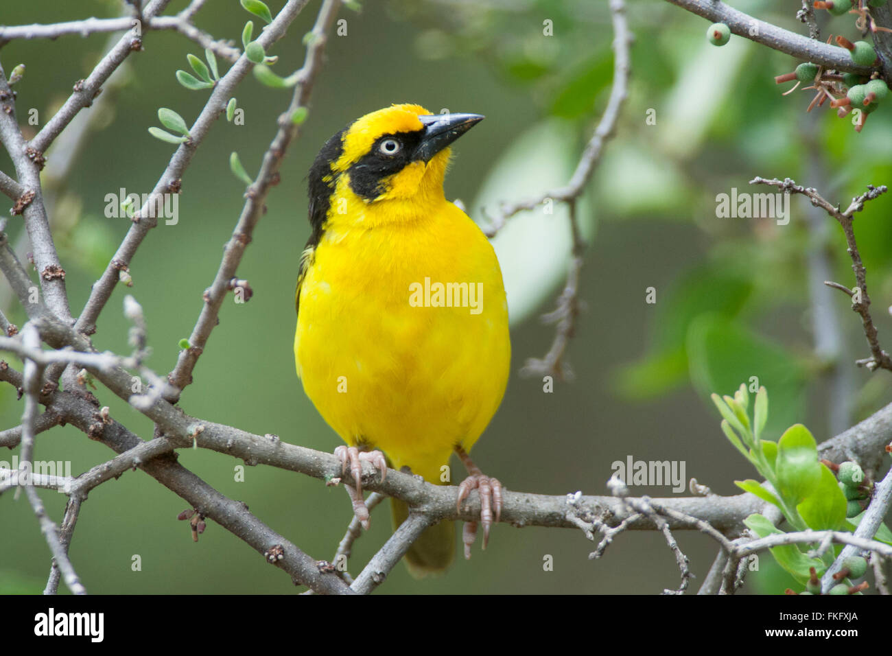 Die Baglafecht Weaver (Ploceus Baglafecht) ist ein Weber gefunden in Burundi, Kenia, Kamerun, Zentralafrikanische Republik Stockfoto