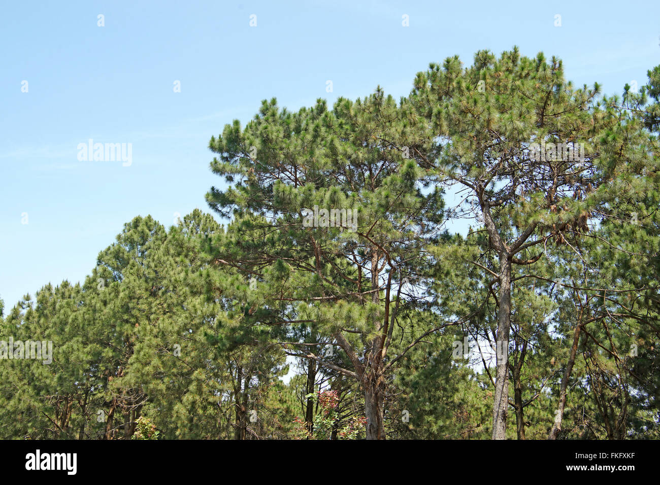grünen Kiefernwald mit schönen Himmelshintergrund Stockfoto