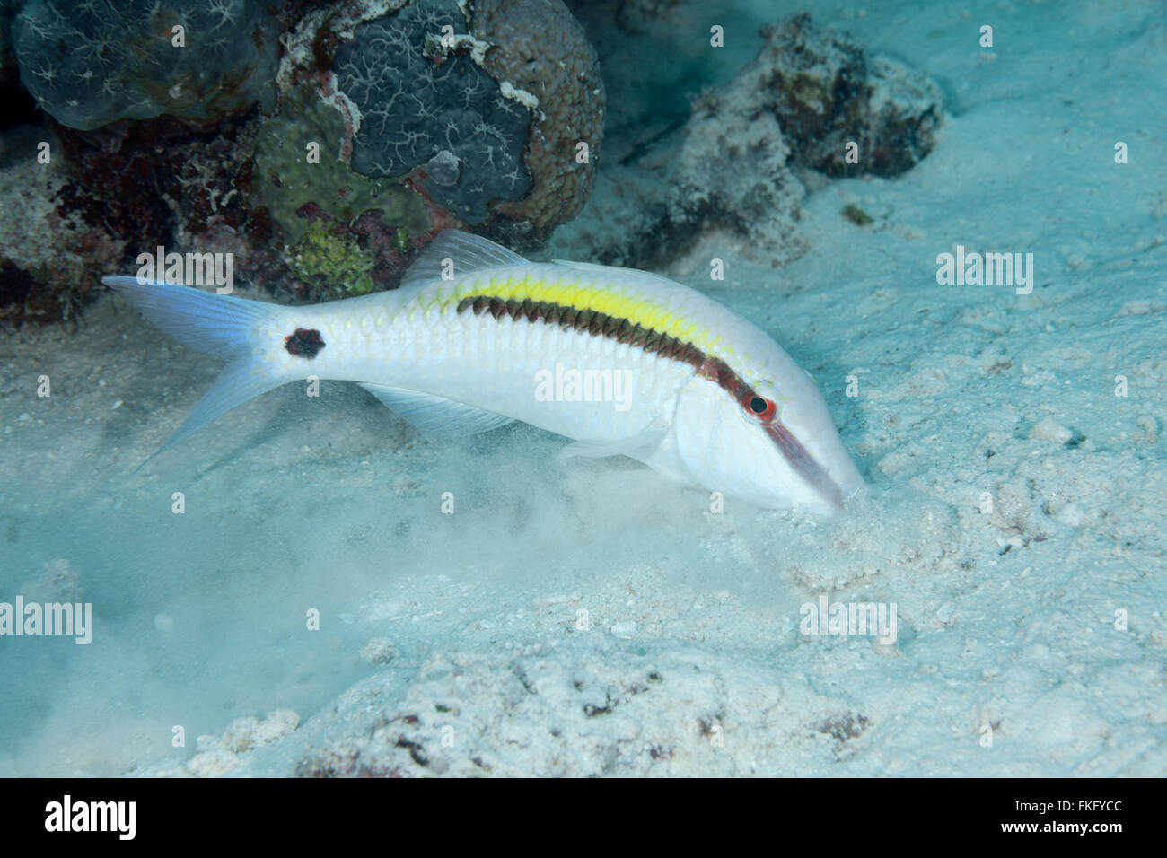 Strich und Punkt Goatfish, Parupeneus Barberinus, auf der Suche nach Nahrung in Sand. Stockfoto
