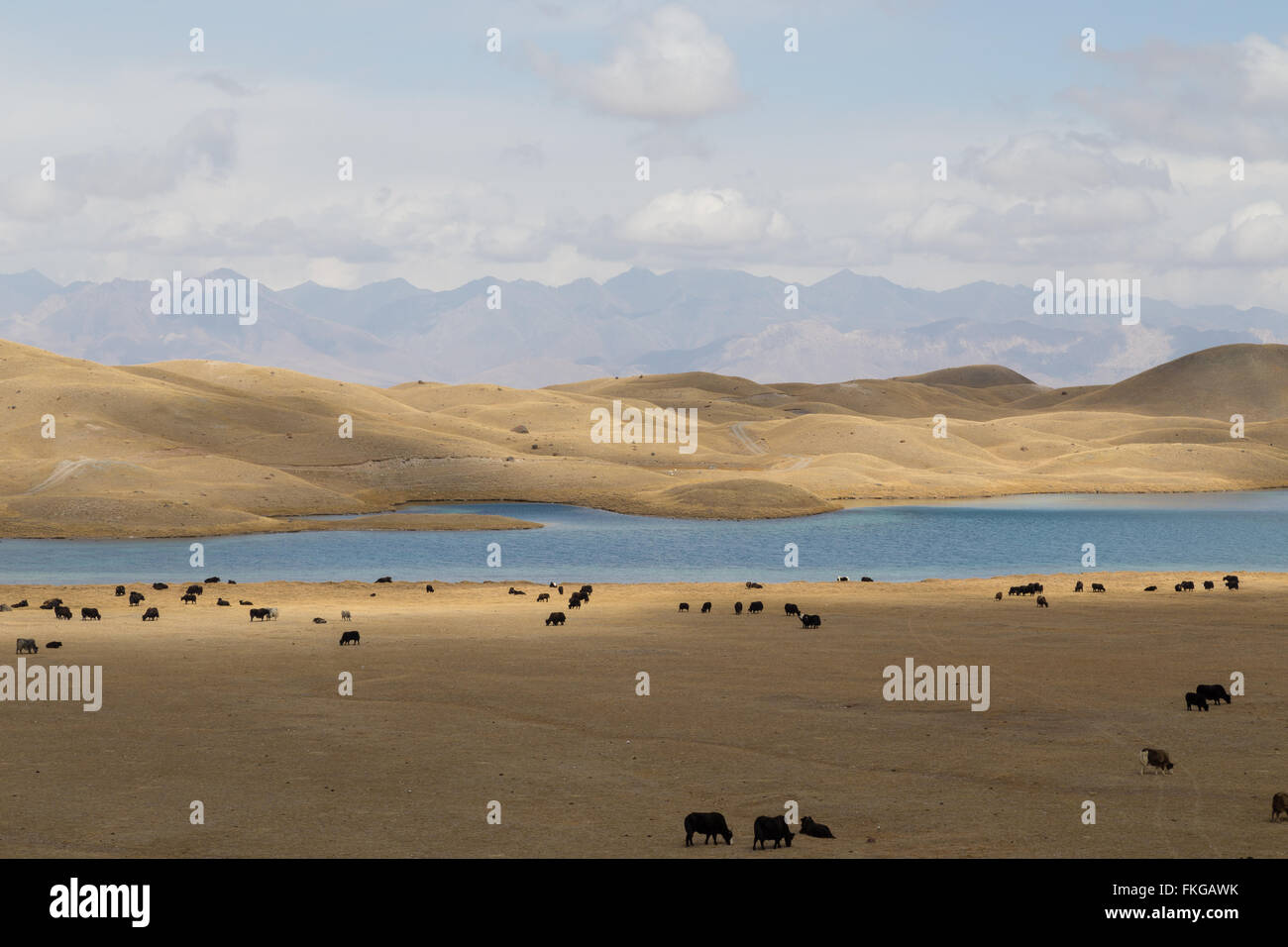 Eine Herde von grasenden Yaks am Tulpar See in der Nähe von Sary-Mogul im Süden Kirgisistans. Stockfoto