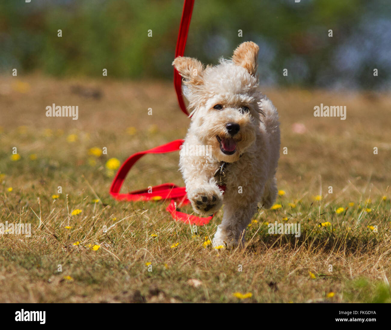 Cavapoo Welpen Stockfoto Cavapoo Welpen Stockfoto