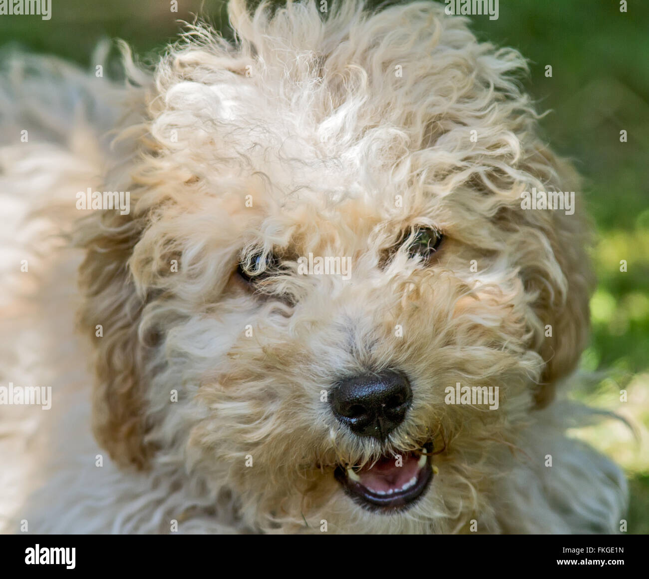 Cavapoo Welpen Stockfoto Cavapoo Welpen Stockfoto