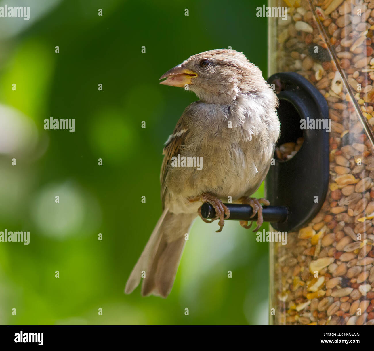 Europäische Goldfinch gehockt, Weiblich Stockfoto