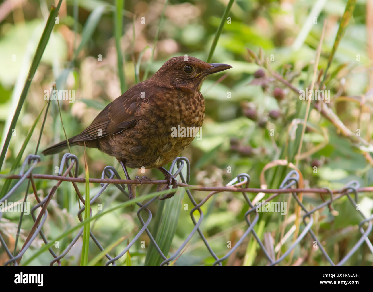 Weibliche Amsel Stockfoto Weibliche Amsel Stockfoto