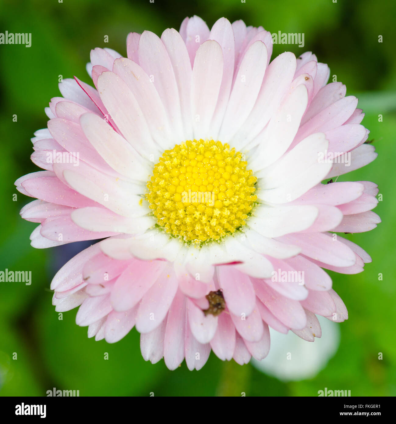 Eine Daisy Blume, Nahaufnahme Stockfoto