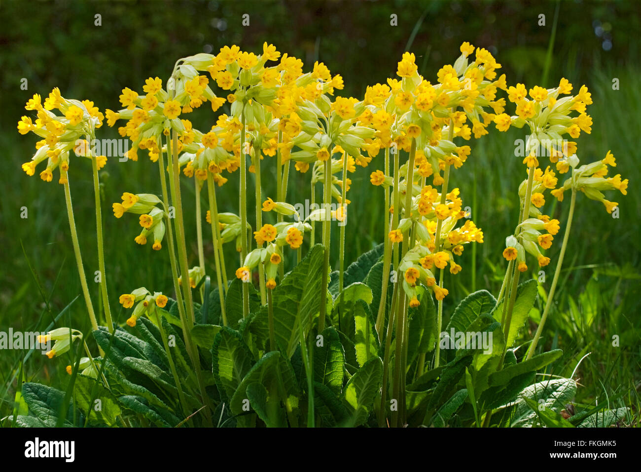 Schlüsselblume (Primula Veris) große Gruppe von gelben Pflanzen mit Grün behaarte Blätter an Basis. Im Querformat aufgenommen. Stockfoto