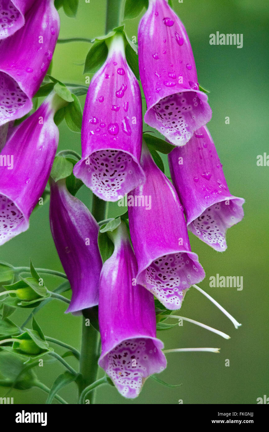 Fox Handschuhe oder Digitalis Purpurea lila lange Form Glockenblumen nach unten. Aufgenommen im Hochformat mit Wasser Dropplets. Stockfoto