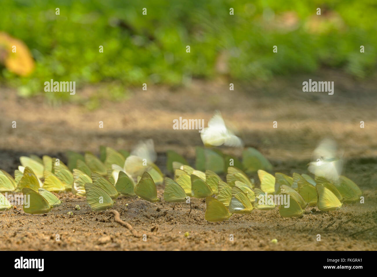 Gemeinsamen Auswanderer oder Lemon Emigrant (Catopsilia Pomona) Schlamm Puddel in Wilpattu Nationalpark in Sri Lanka Stockfoto