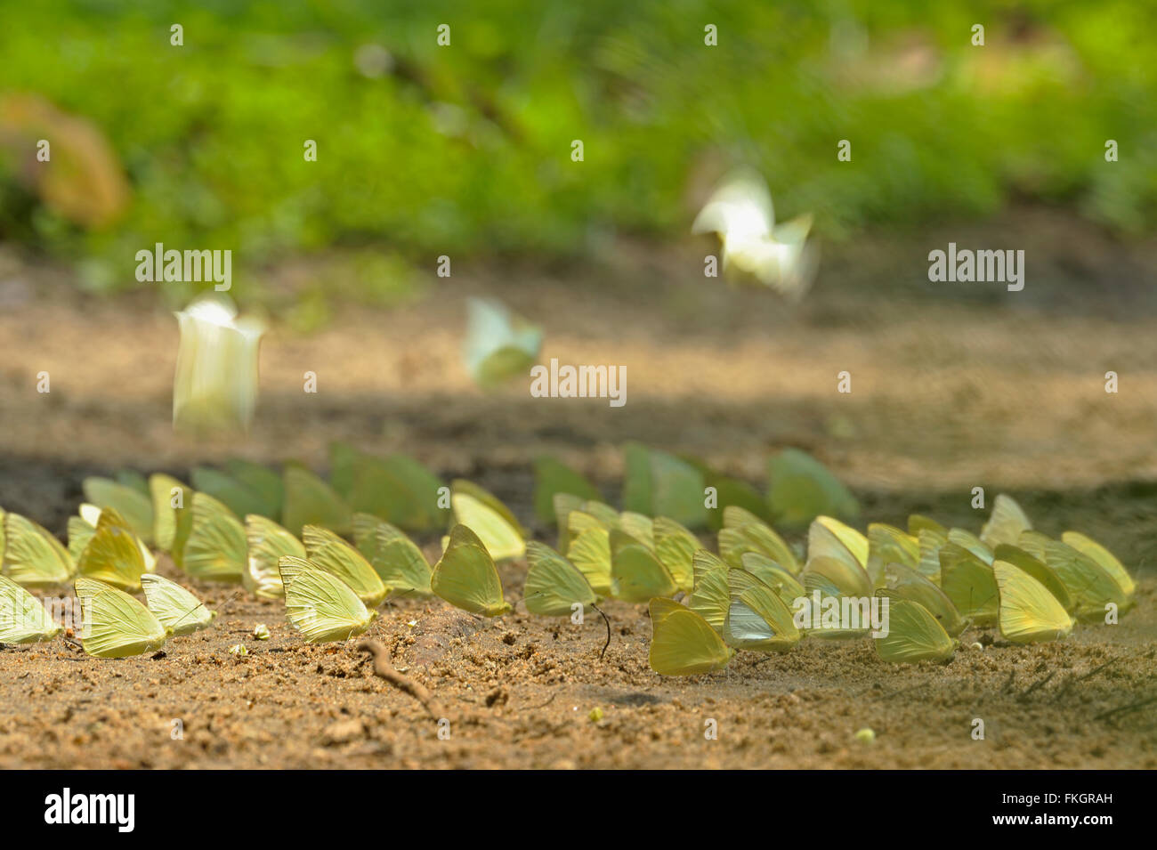 Gemeinsamen Auswanderer oder Lemon Emigrant (Catopsilia Pomona) Schlamm Puddel in Wilpattu Nationalpark in Sri Lanka Stockfoto