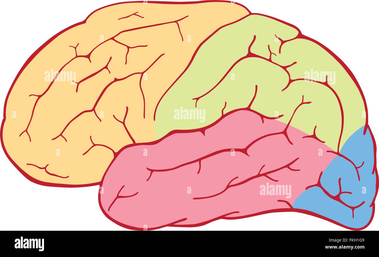 Menschlichen Gehirns mit farbigen Flächen Stock Vektor