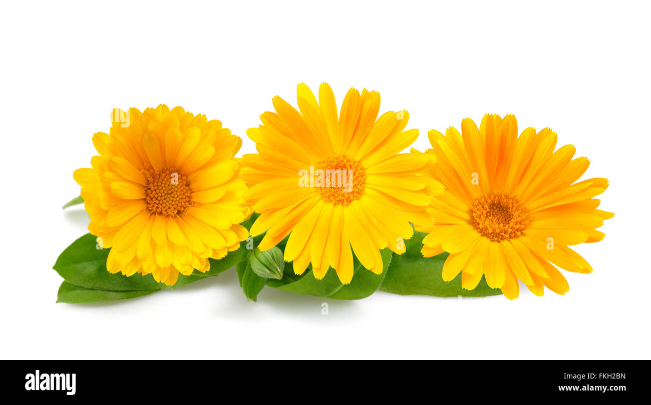 Calendula. Ringelblumen mit Blättern isoliert auf weiss Stockfoto