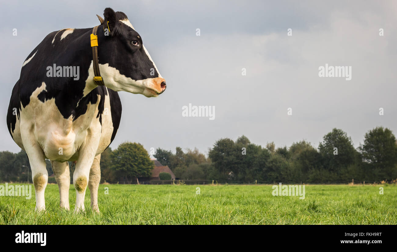 Niederländische schwarze und weiße Kuh auf einer Wiese Rasen Stockfoto