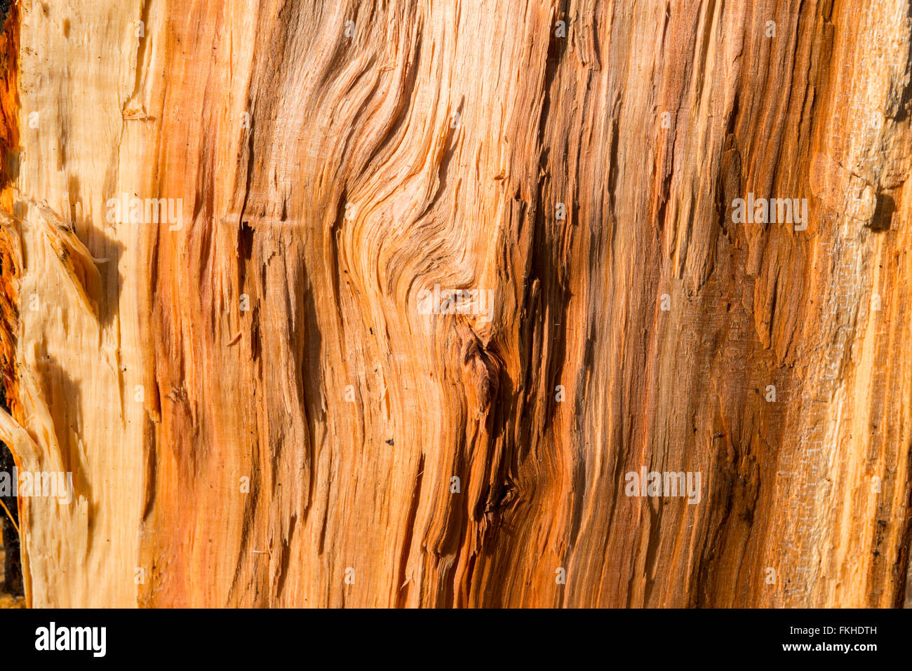 Nahaufnahme eines Split Apple Tree Protokolls Stockfoto