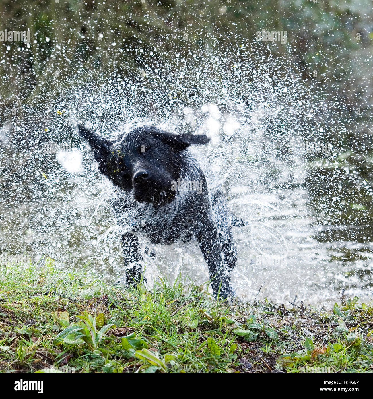 Nass matschig schwarz labrador Retriever schütteln Stockfoto