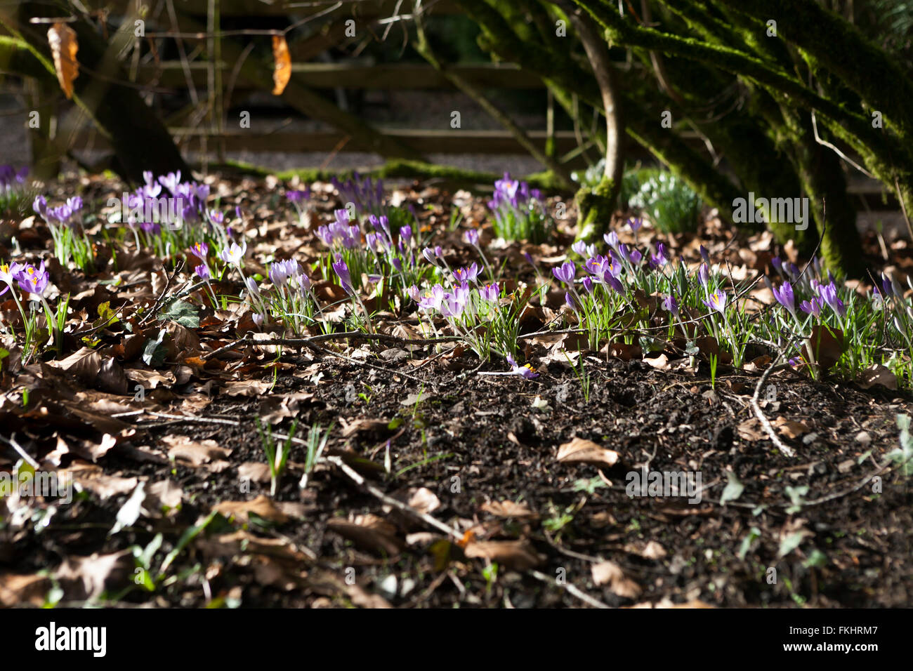 Fantastische englische Zauberwald im Morgengrauen mit den sanften Strahlen der Sonne in einen nebligen Morgen Nebel gefüllt. Alpine Wunder zur Verfügung Stockfoto