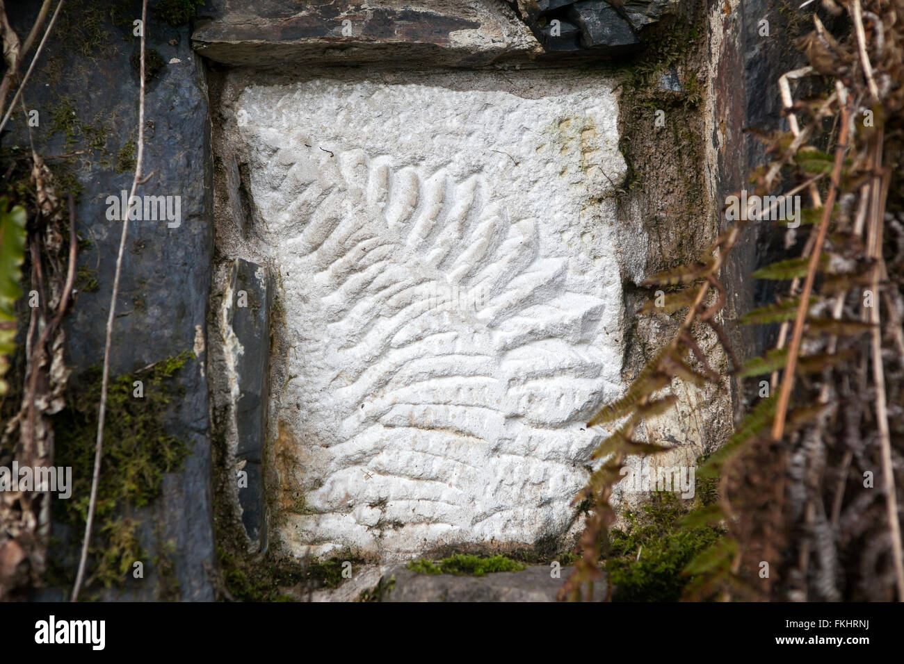 Fossil eines unbekannten Pflanze auf einem großen Felsen im englischen Wald, Illustration oder Hintergrund mit den Themen Natur, geolog Stockfoto