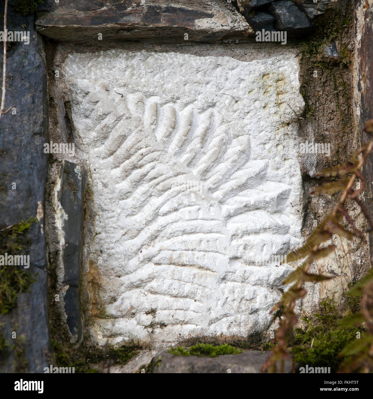 Fossil eines unbekannten Pflanze auf einem großen Felsen im englischen Wald, Illustration oder Hintergrund mit den Themen Natur, geolog Stockfoto