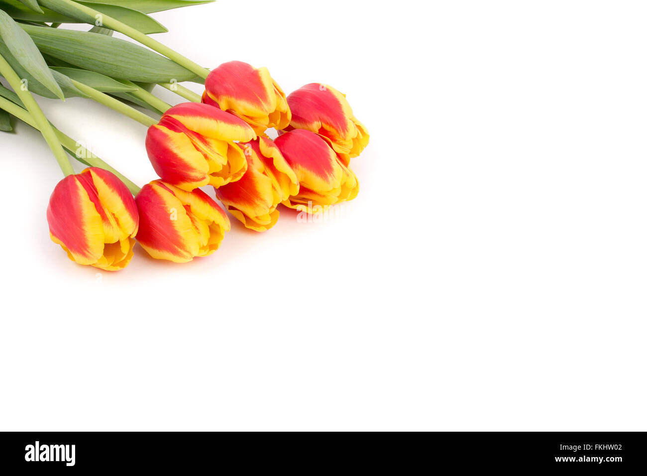 Gelbe und rote Tulpen Stockfoto