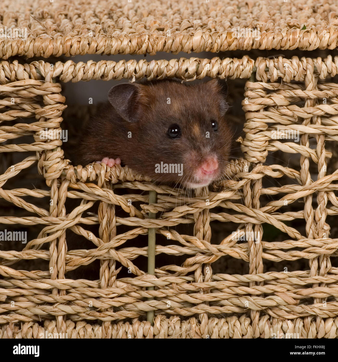 Hamster in Korb Stockfoto