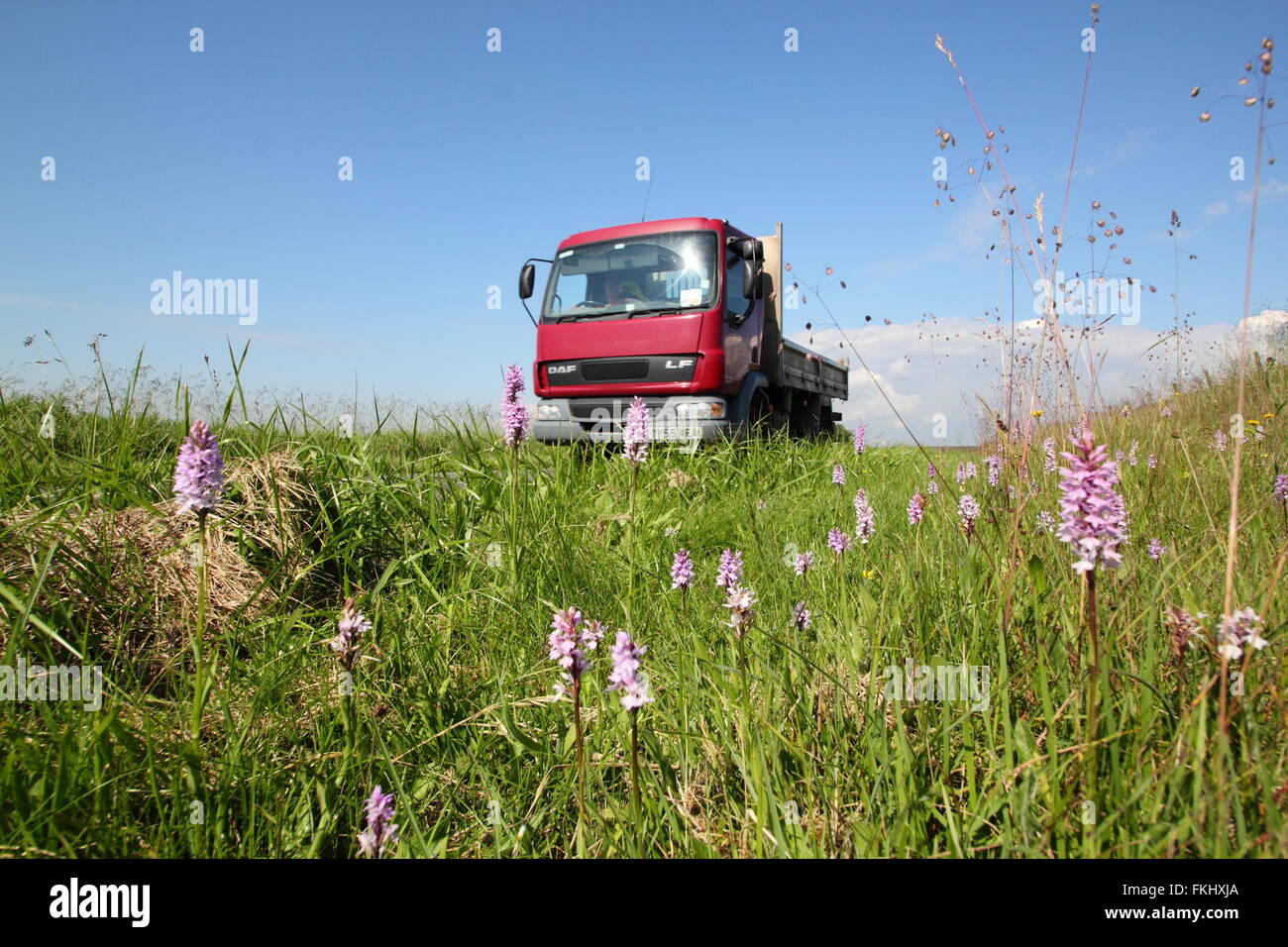 Gemeinsame gefleckte Orchideen wachsen auf einer am Straßenrand Kante im Peak District National Park in der Nähe von Sheffield, England UK - Juni Stockfoto