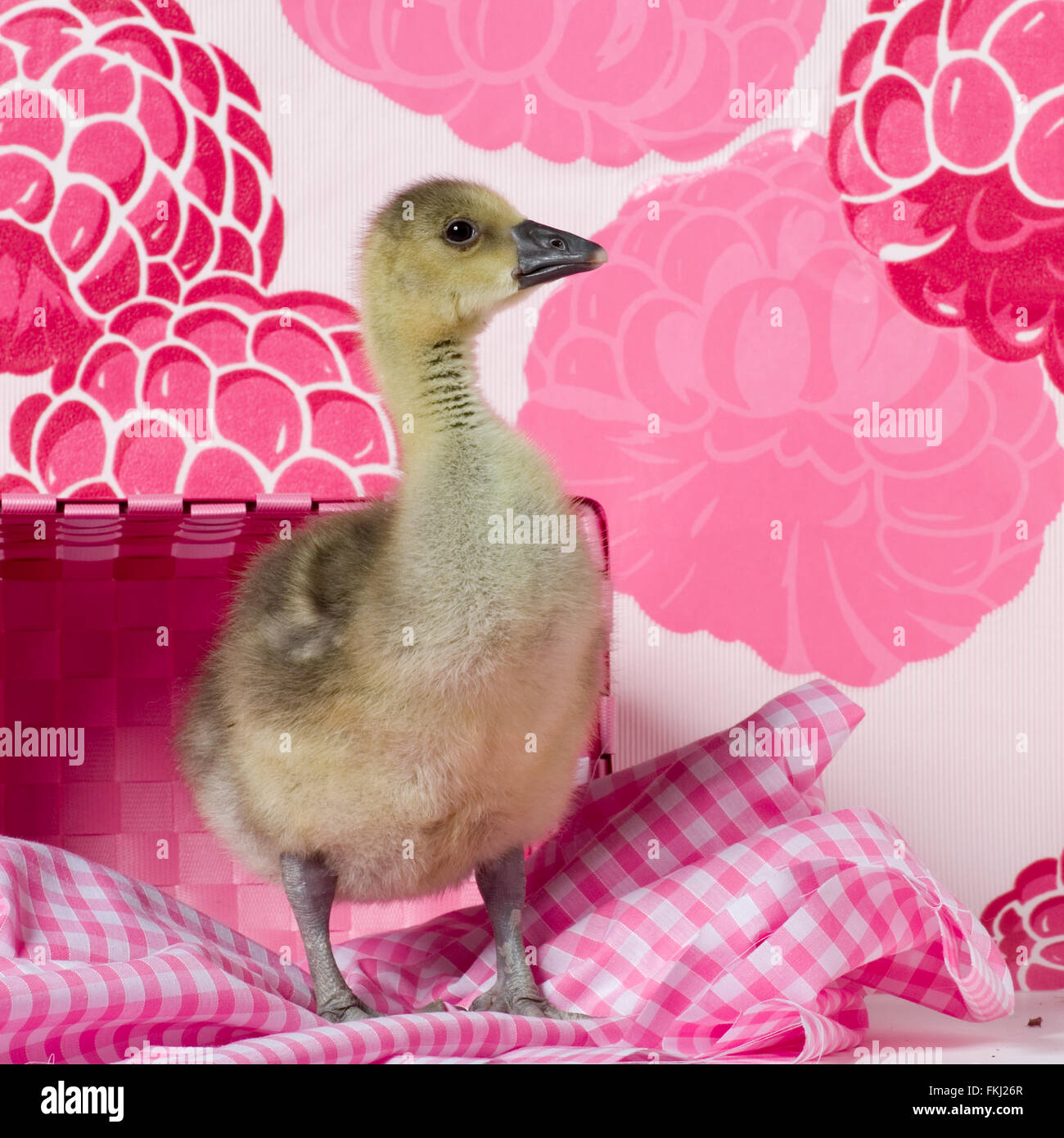 Baby gosling Stockfoto