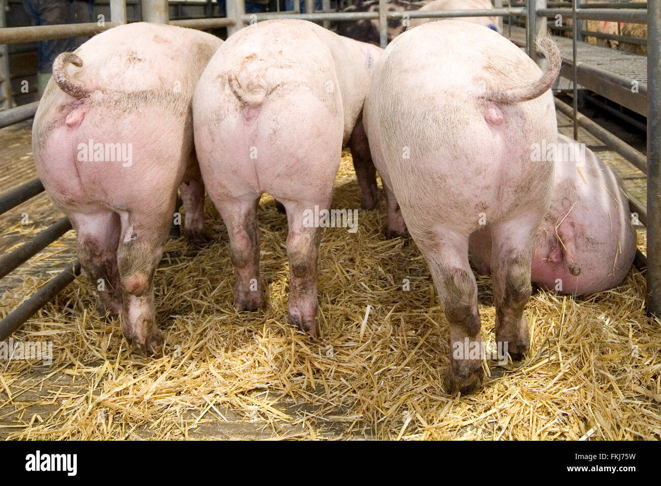 Schweine Schinken Stockfoto