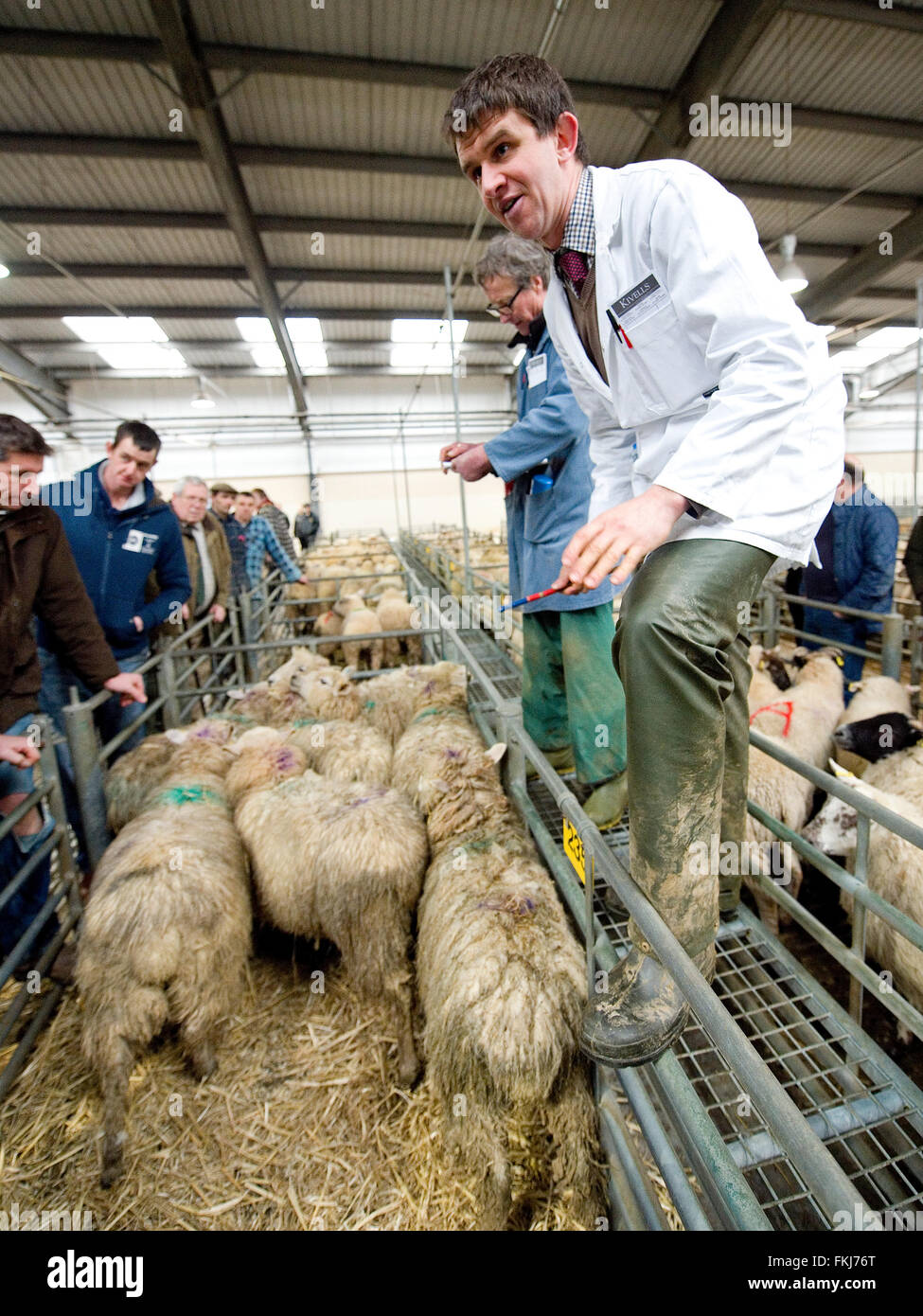Schafe Auktion Stockfoto