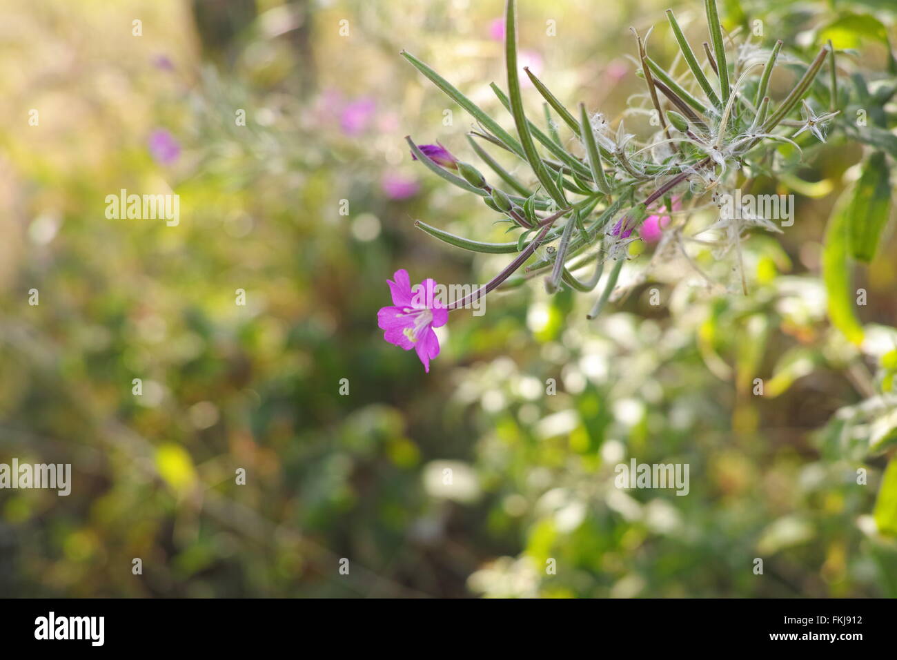 Sommerblume im detail Stockfoto