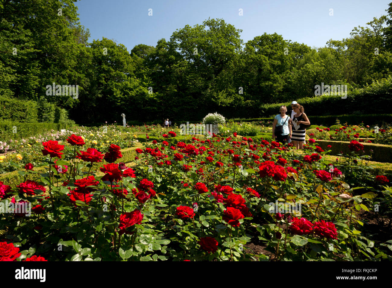 Der niederländische Rosengarten bei Solliden Palast, Borgholm, Öland, Südost-Schweden, Schweden, Skandinavien, Europa Stockfoto