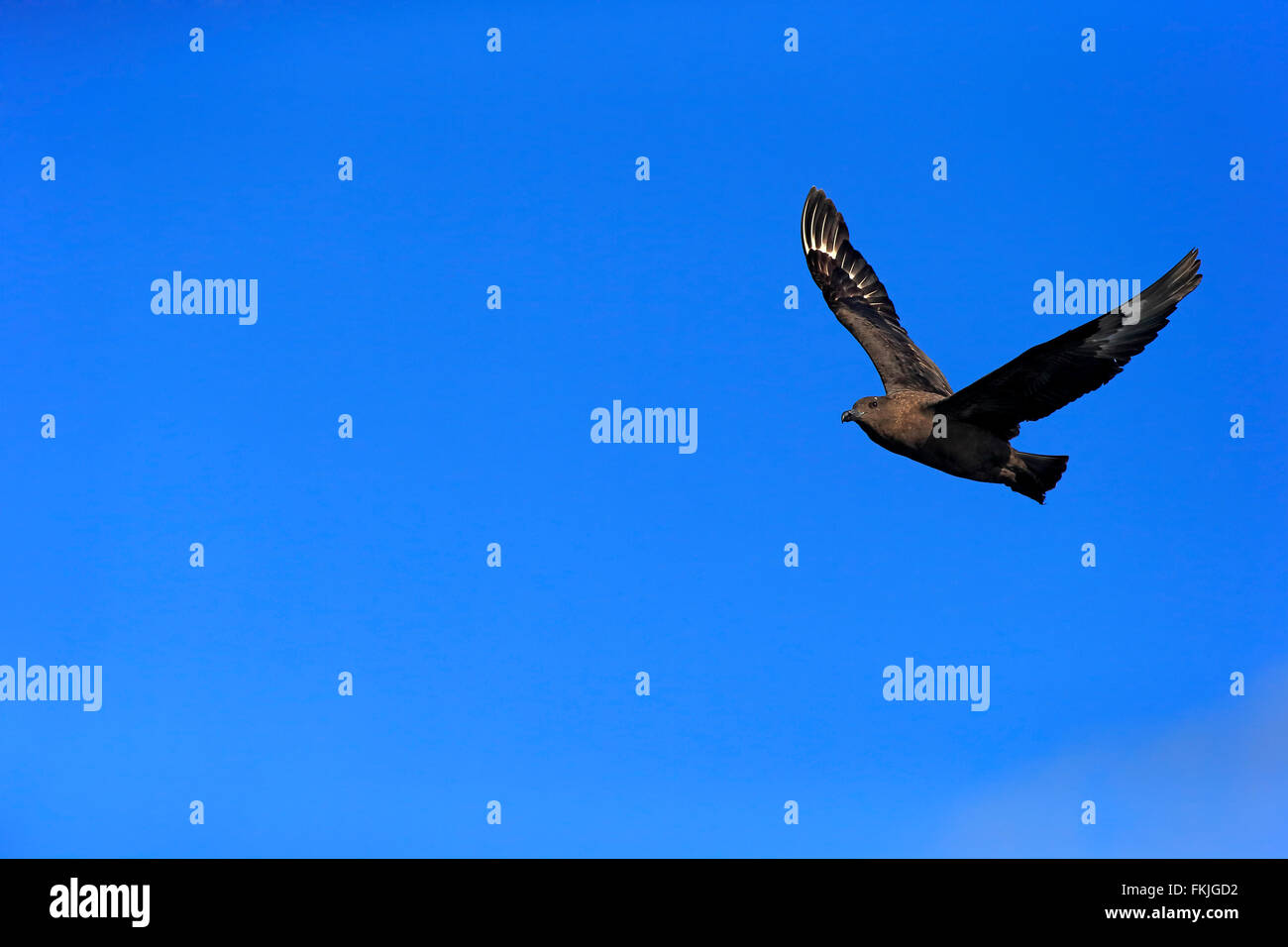 Subantarktischen Skua, Brown Skua, Kap der guten Hoffnung, Südafrika, Afrika / (Stercorarius Antarcticus Lonnbergi) Stockfoto