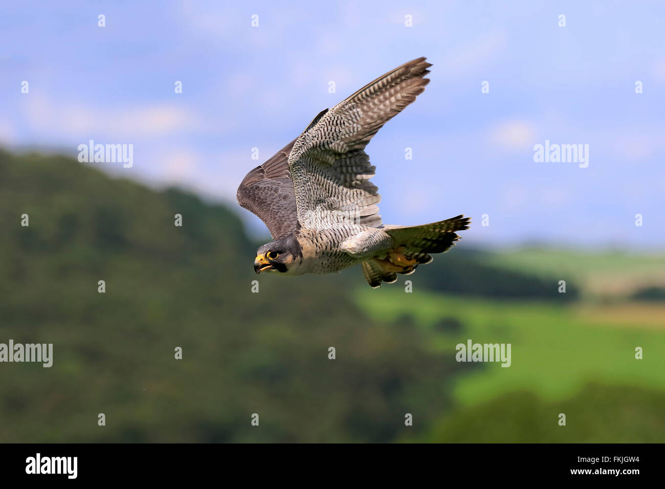 Wanderfalke, Eifel, Deutschland, Europa / (Falco Peregrinus) Stockfoto