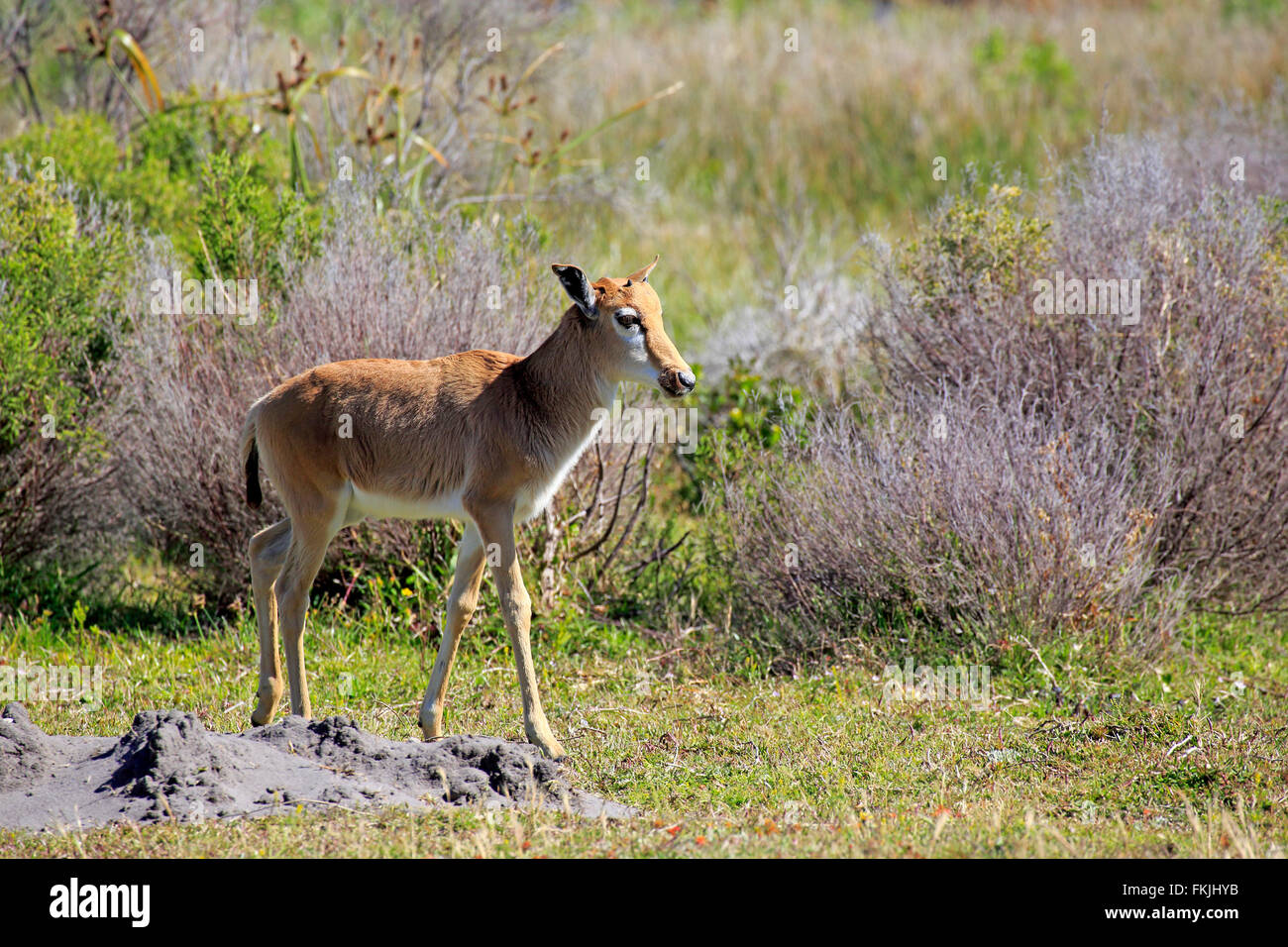 Bontebok, jung, Kalb, Kap der guten Hoffnung, Table Mountain Nationalpark, Western Cape, Südafrika, Afrika / (Damaliscus Stockfoto