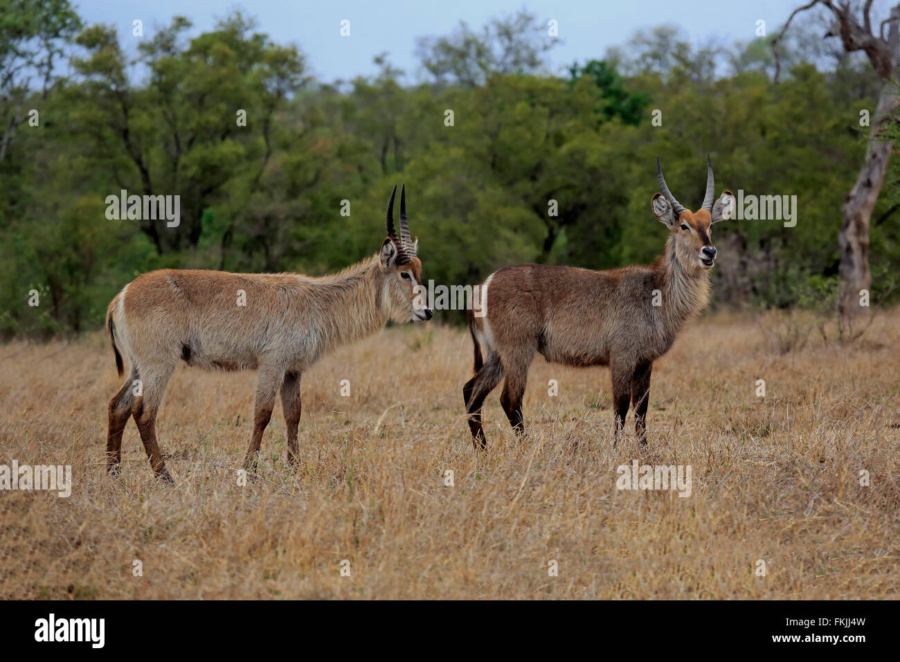 Gemeinsamen Wasserbock, zwei Männchen, Krüger Nationalpark, Südafrika, Afrika / (Kobus Ellipsiprymnus) Stockfoto