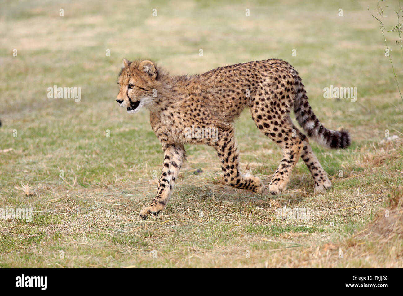Gepard, Halbwüchsige stalking Warnung, Western Cape, Südafrika, Afrika / (Acinonyx Jubatus) Stockfoto
