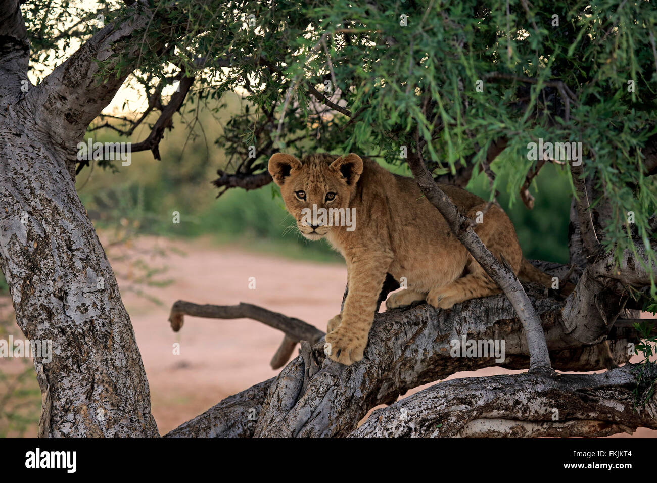 Löwe, junge, die vier Monate alten Baum, Tswalu Game Reserve, Kalahari, Northern Cape, Südafrika, Afrika / (Panthera Leo) Stockfoto
