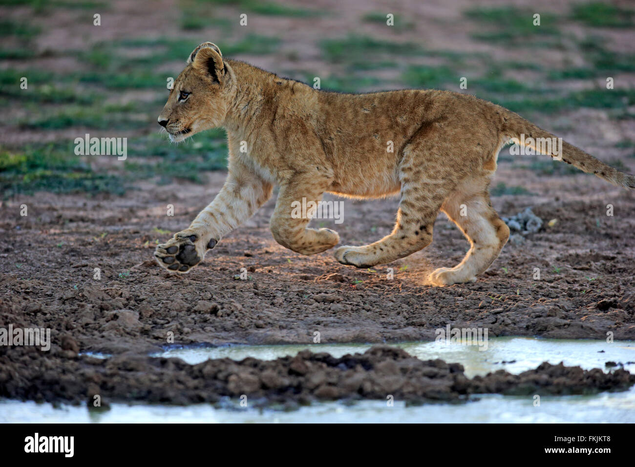 Löwe, vier Monate alten Jungen wandern, Game Reserve Tswalu Kalahari, Northern Cape, Südafrika, Afrika / (Panthera Leo) Stockfoto