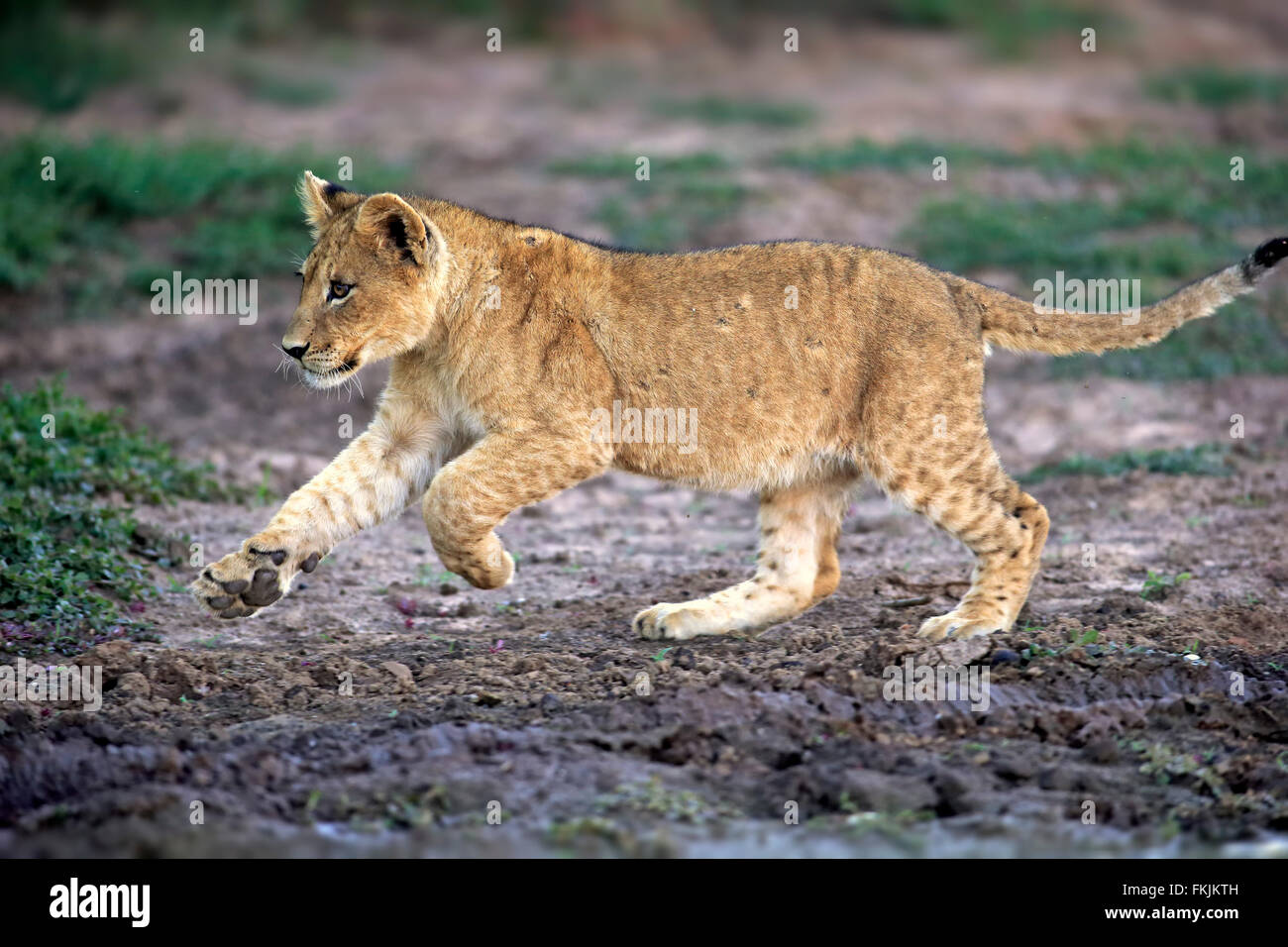 Löwe, vier Monate alten Jungen wandern, Game Reserve Tswalu Kalahari, Northern Cape, Südafrika, Afrika / (Panthera Leo) Stockfoto