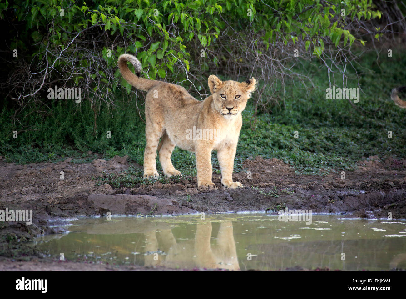 Löwe, vier Monate alten Jungen zu warnen, Tswalu Game Reserve, Kalahari, Northern Cape, Südafrika, Afrika / (Panthera Leo) Stockfoto