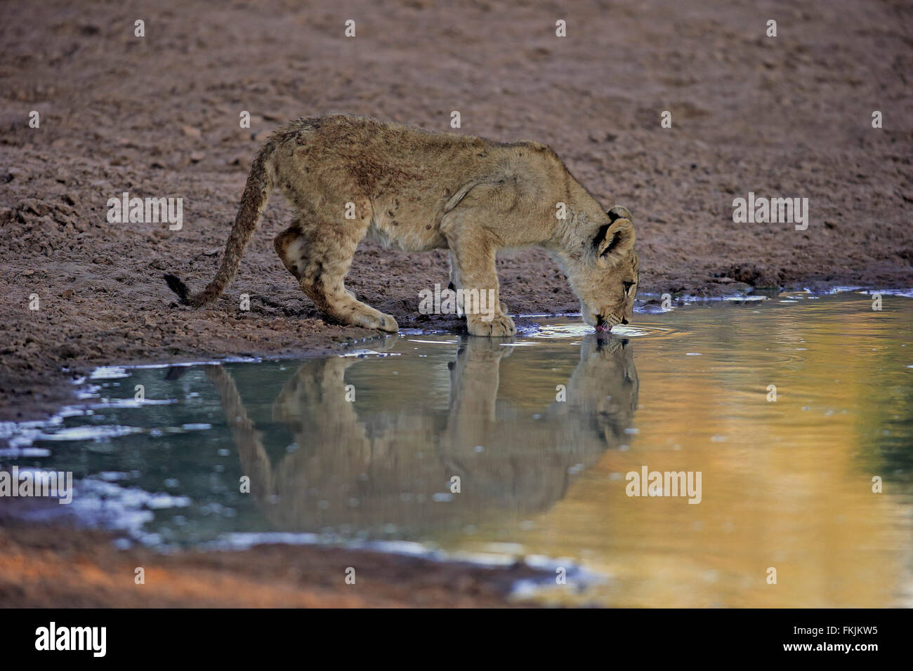 Löwe, vier Monate alte junge am Wasser trinken, Tswalu Game Reserve, Kalahari, Northern Cape, Südafrika, Afrika / (Panthera Stockfoto